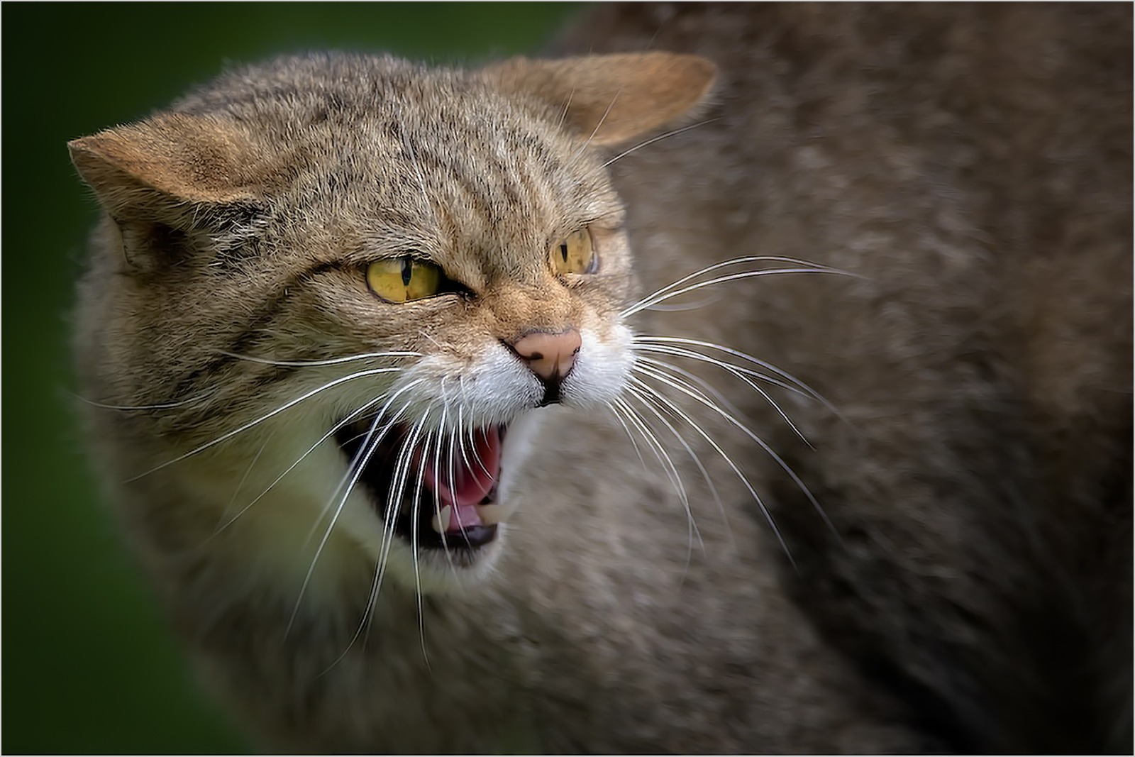 Highland Fury