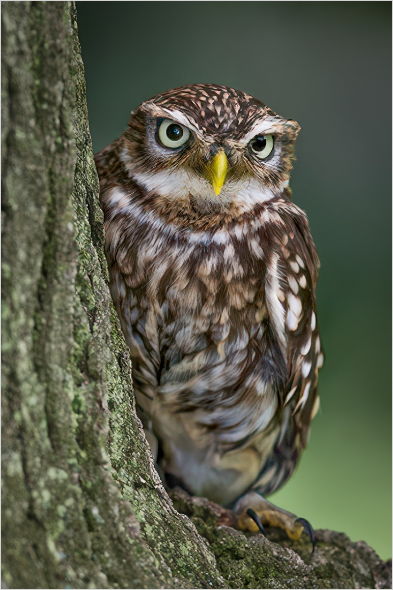 Little Owl Athene noctua