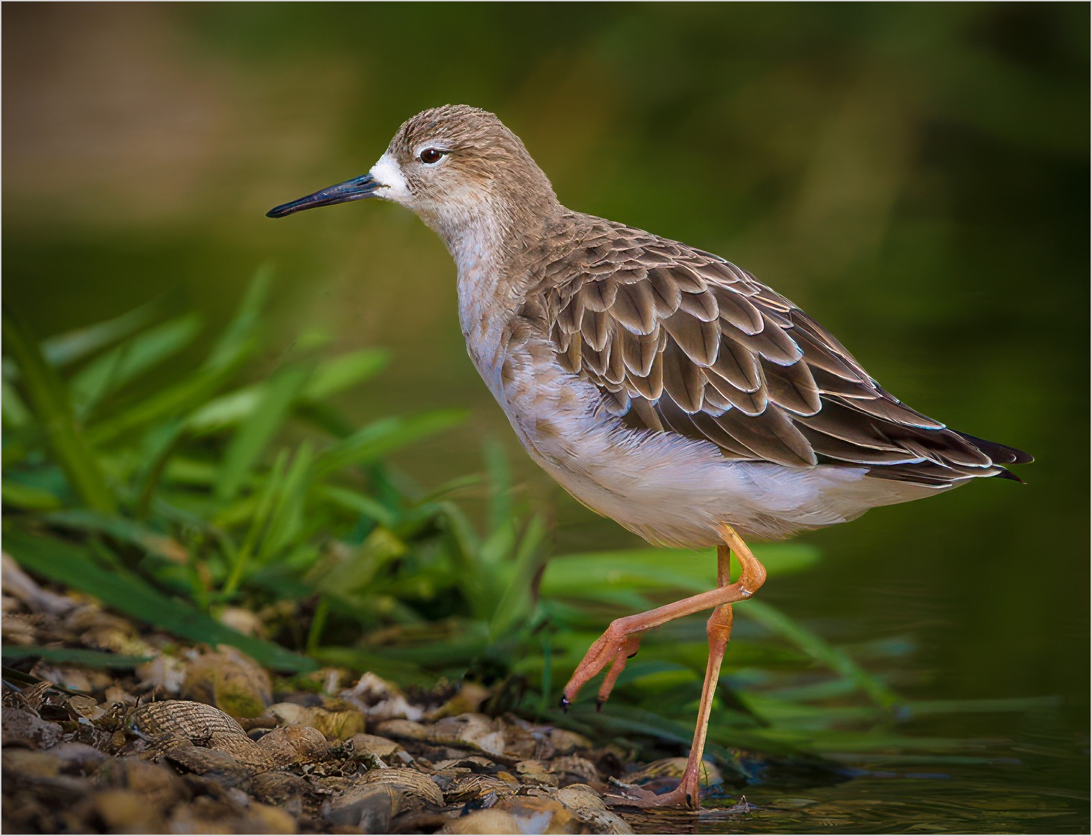 Ruff Calidris pugnax
