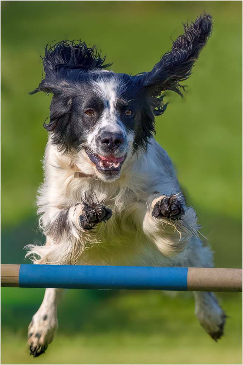 Springy Spaniel
