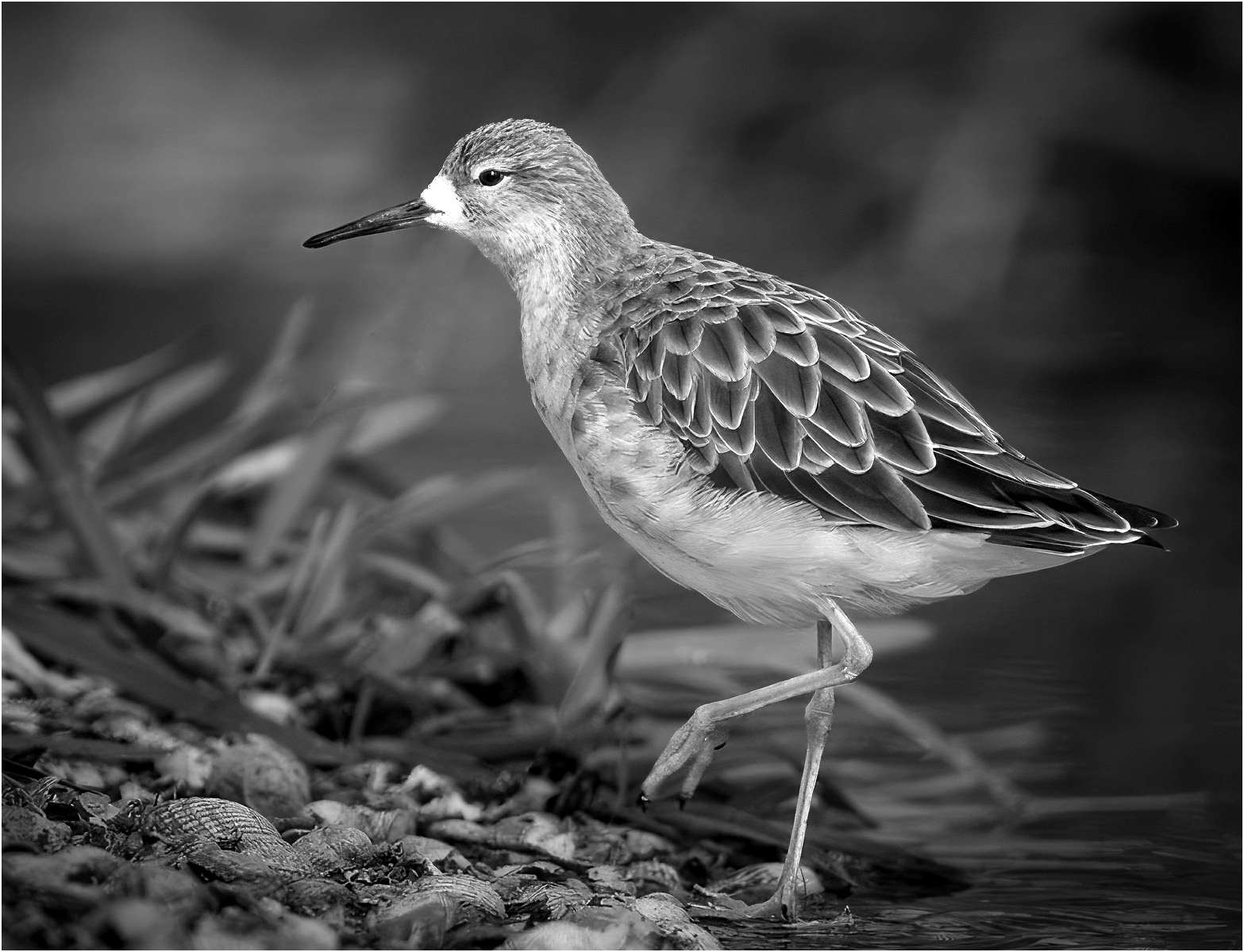 Wildlife photography